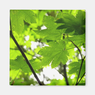 Aimant Feuilles d'érable avec Raindrops