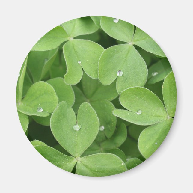 Aimant Feuilles shamrock Clover (Devant)