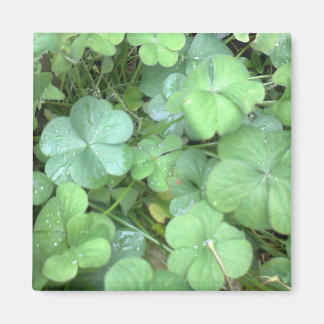 Aimant feuilles sous la pluie
