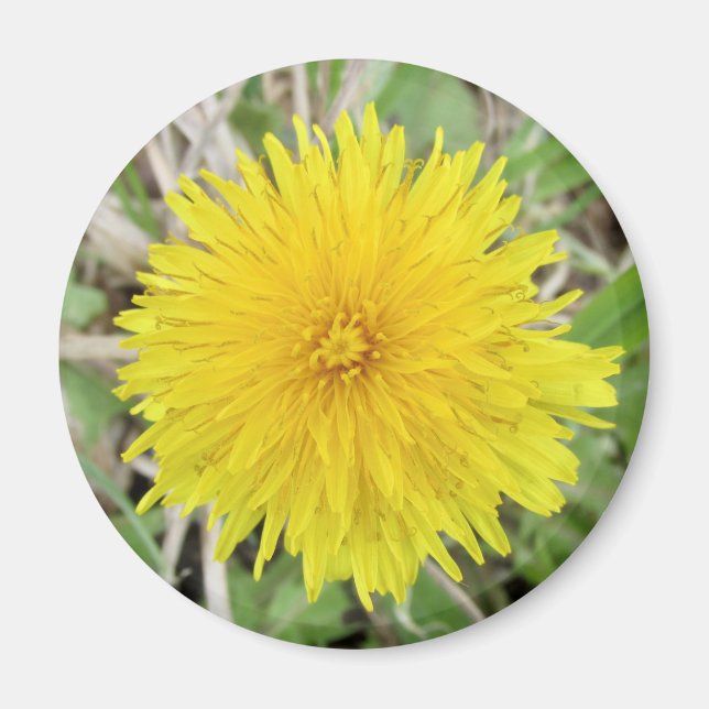 Aimant Fier Dandelion Fleur. (Devant)