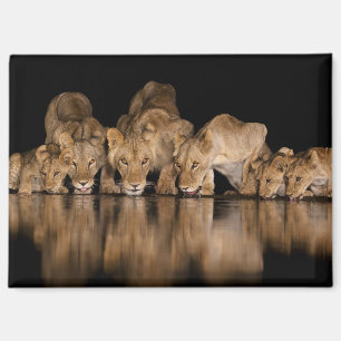 Aimant Fierté de lions buvant au point d'eau la nuit