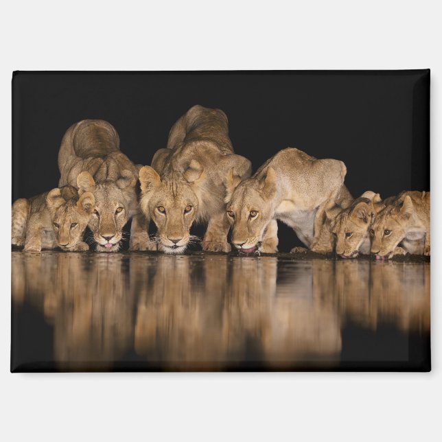 Aimant Fierté de lions buvant au point d'eau la nuit (Recto)