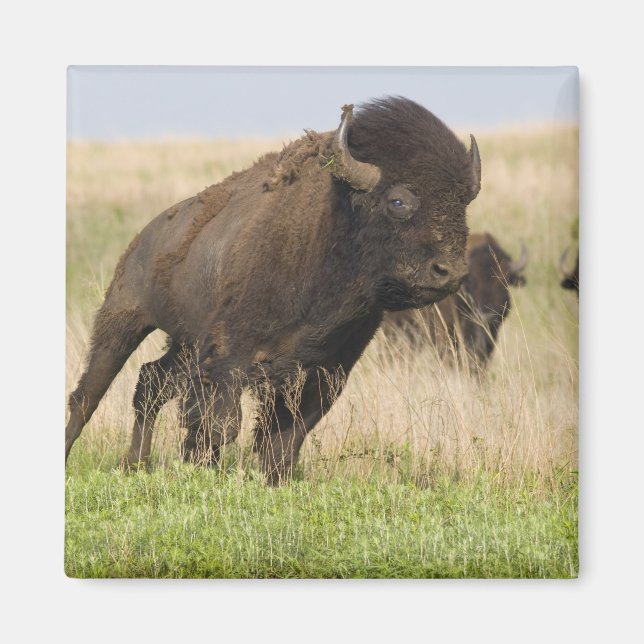 Aimant Fiesty jeune bison bull at Tallgrass (Devant)