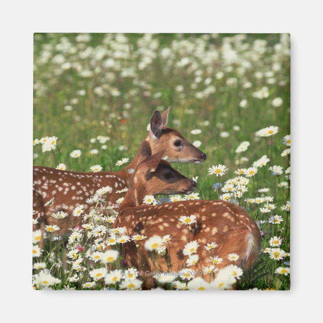 Aimant Fils de cerfs à queue blanche (Devant)