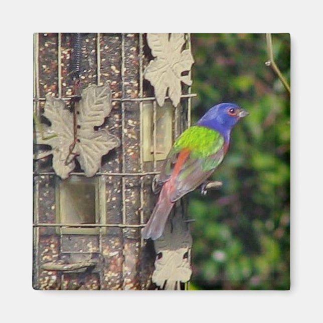 Aimant finch-1-feb5-06 (Devant)