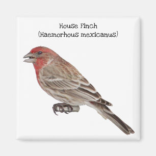Aimant Finch Maison