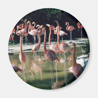 Aimant Flamant rose