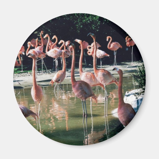 Aimant Flamant rose (Devant)