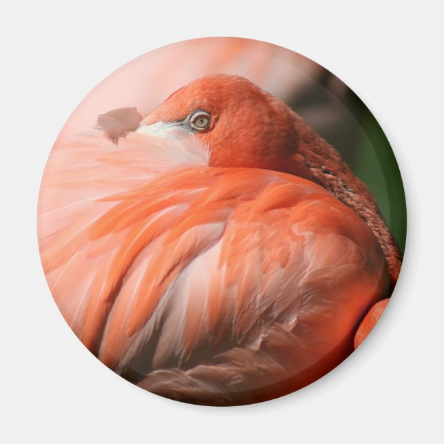 Aimant Flamant rose (Devant)