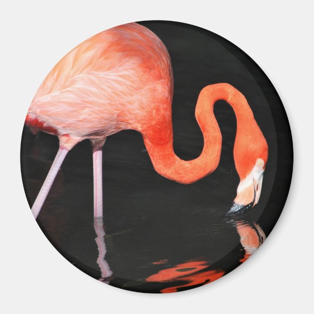 Aimant Flamant rose (Devant)