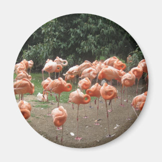 Aimant Flamant rose