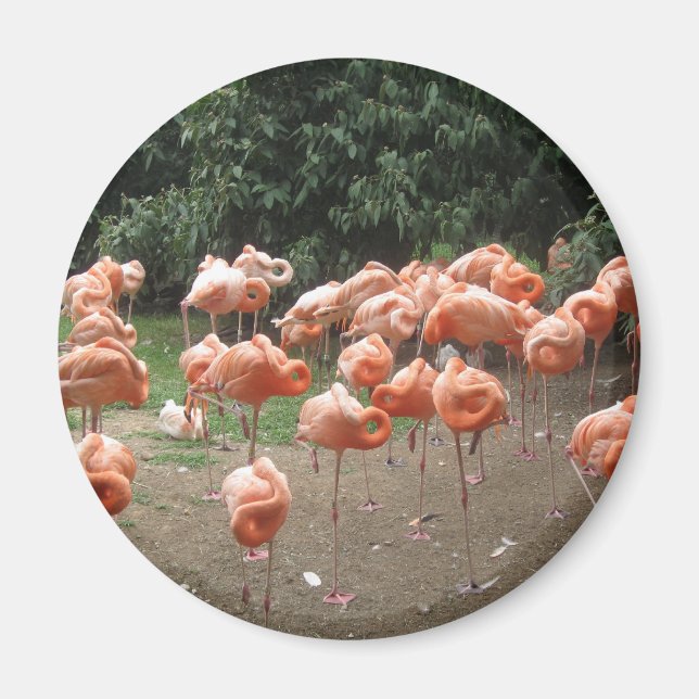 Aimant Flamant rose (Devant)