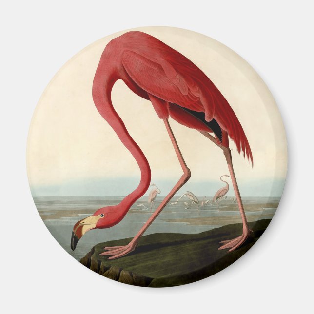Aimant Flamant rose américain d'Audubon (Devant)