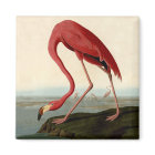 Flamant rose américain d'Audubon