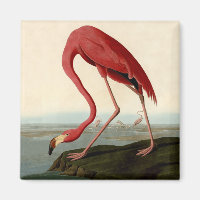 Flamant rose américain d'Audubon