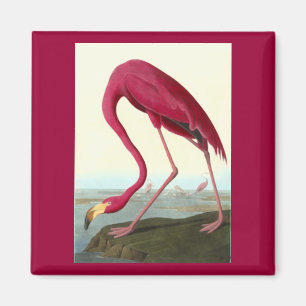 Aimant Flamant rose américain, John James Audubon
