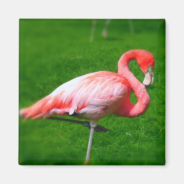 Aimant Flamant rose rose (Devant)