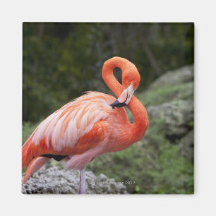 Aimant Flamant rose rose
