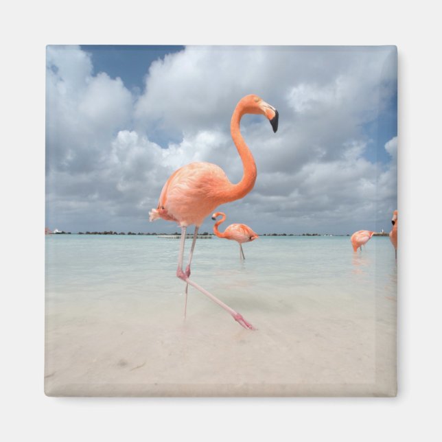 Aimant Flamants roses Beach Aruba (Devant)