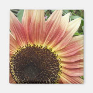 Aimant flamboyant de ~ de tournesol