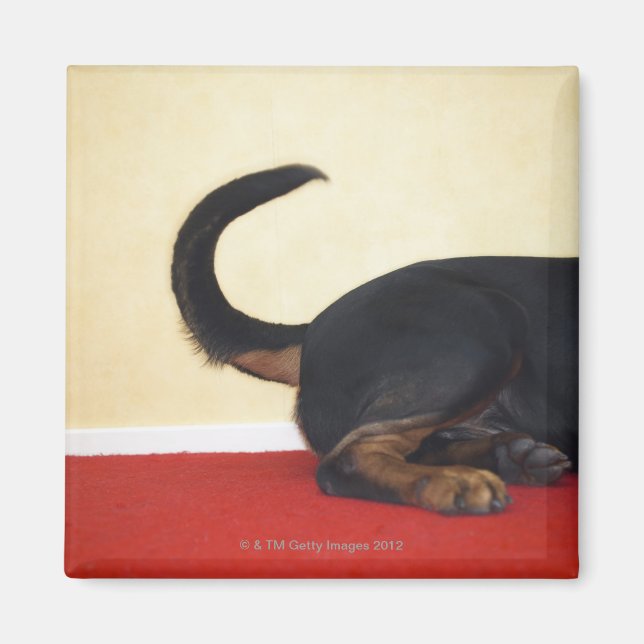 Aimant Flèche de la queue, section arrière (Devant)