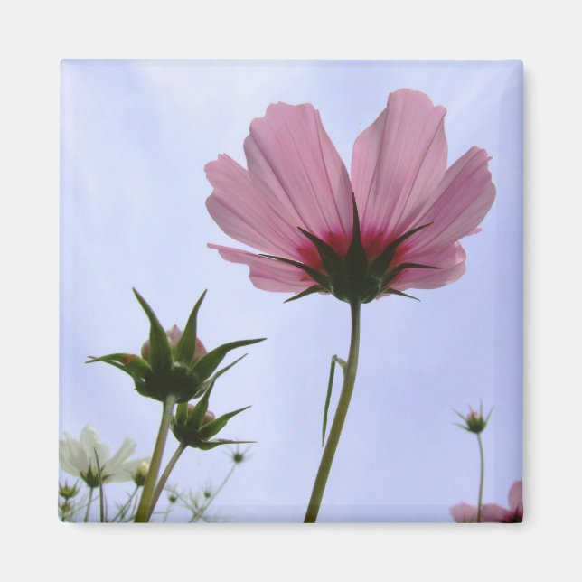 Aimant Fleur Cosmos (Devant)