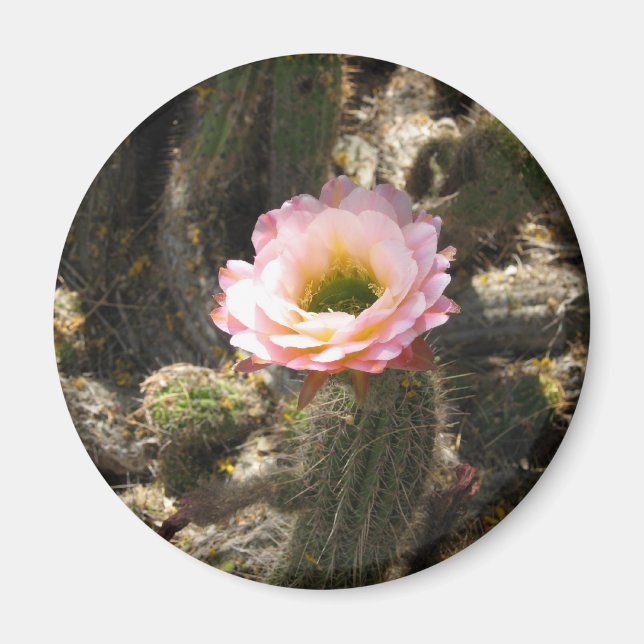 Aimant Fleur de cactus roses (Devant)