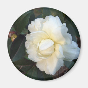 Aimant fleur de camélia blanche