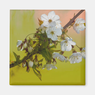 Aimant Fleur de cerise