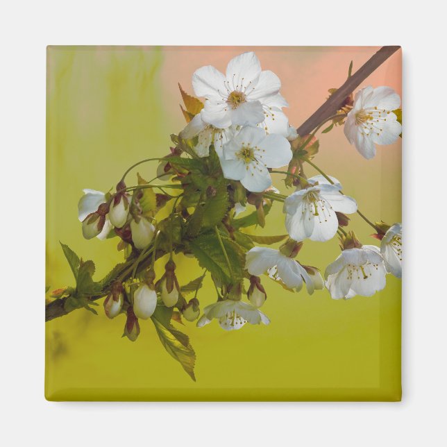 Aimant Fleur de cerise (Devant)