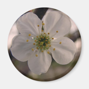 Aimant Fleur de cerise