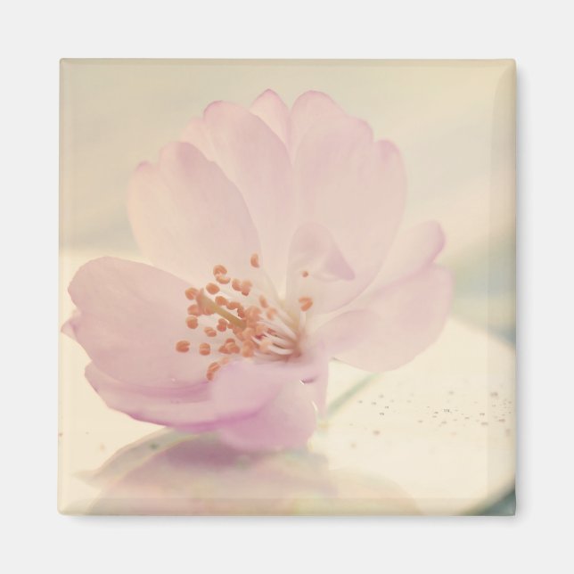 Aimant Fleur de cerisier rose pâle délicate (Devant)
