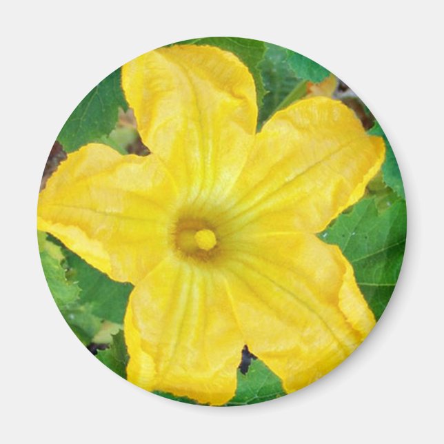 Aimant Fleur de courgettes (Devant)