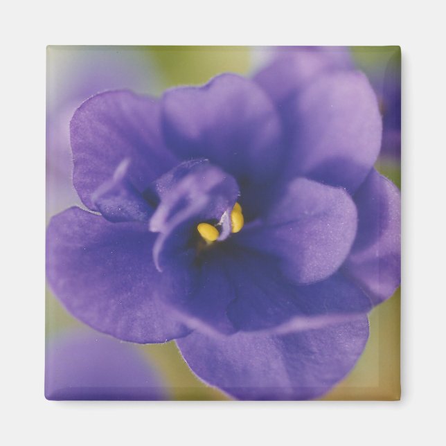 Aimant Fleur de fleurs bleues de Violet Saintpaulia Zoomé (Devant)