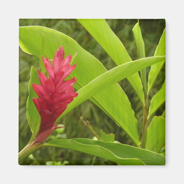 Aimant Fleur de gingembre rouge (Alpinia) tropicale (Devant)