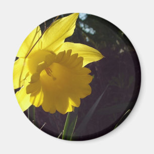 Aimant fleur de jonquille jaune au soleil