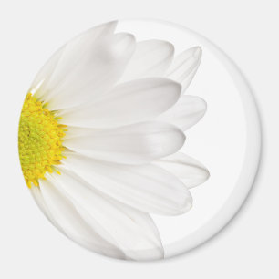 Aimant Fleur de marguerite blanche Arrière - plan de marg
