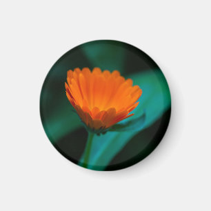 Aimant Fleur de marguerite orange