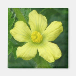 Aimant Fleur de pastèque