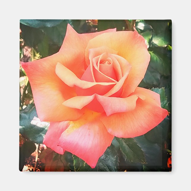 Aimant Fleur de pêche (Devant)