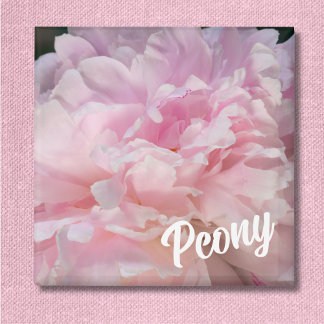 Aimant Fleur De Peine Rose Pour Les Amateurs De Peony