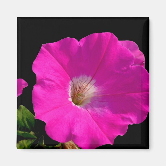 Aimant fleur de pétunia rose (Devant)