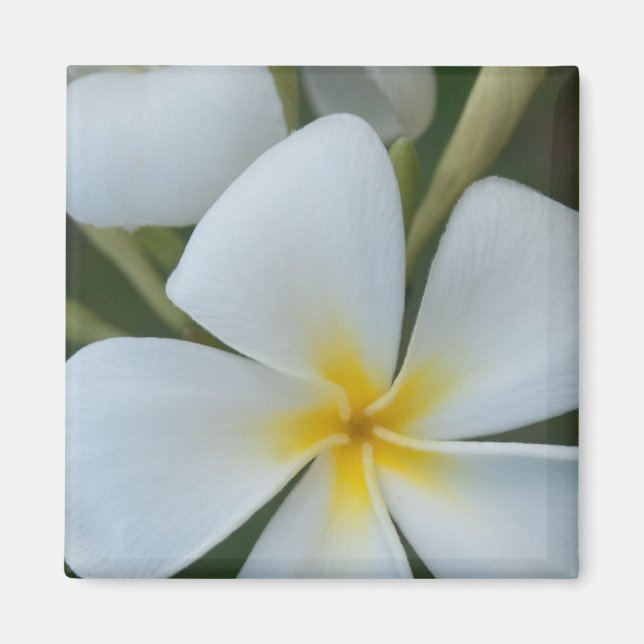 Aimant Fleur de Plumeria Tropicale Blanche De Fidji (Devant)