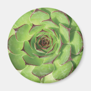 Aimant Fleur de printemps de cactus succulents verts