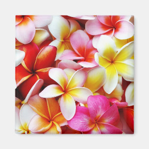 Aimant Fleur d'Hawaï de Frangipani de Plumeria customis