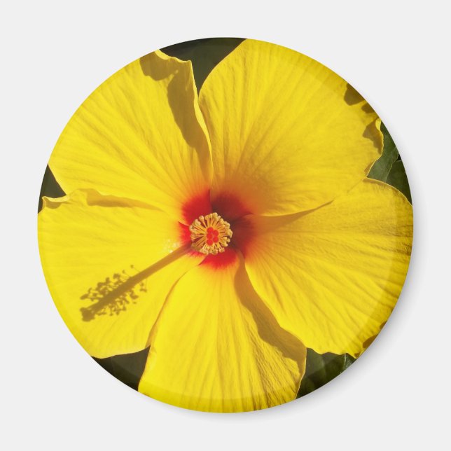Aimant Fleur d'Hibiscus jaune (Devant)