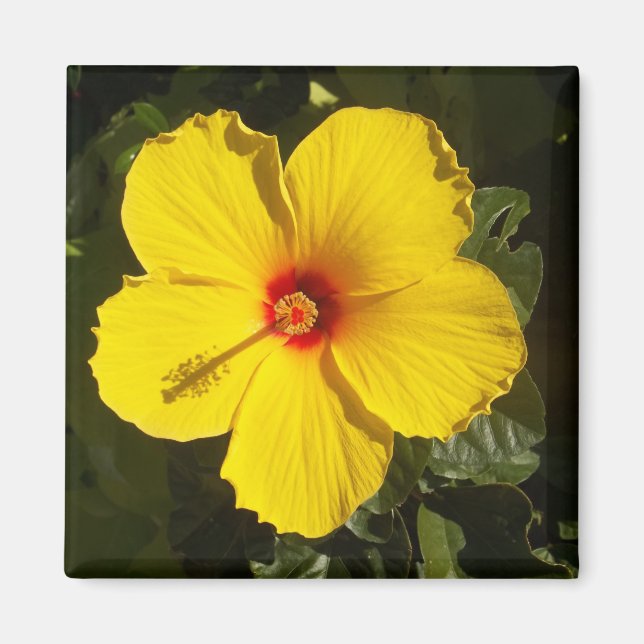 Aimant Fleur d'Hibiscus jaune (Devant)
