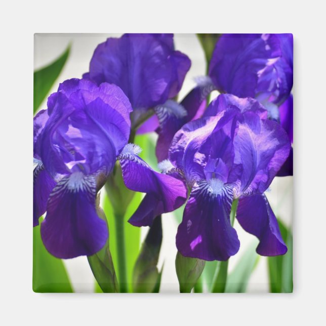 Aimant Fleur d'Iris pourpre (Devant)