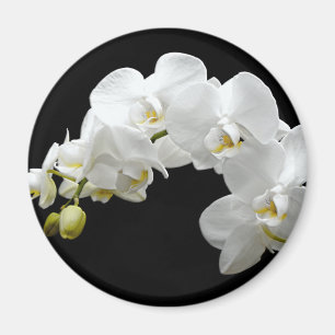 Aimant Fleur d'orchidée blanche
