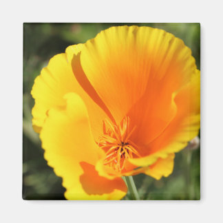 Aimant Fleur du pavot de Californie